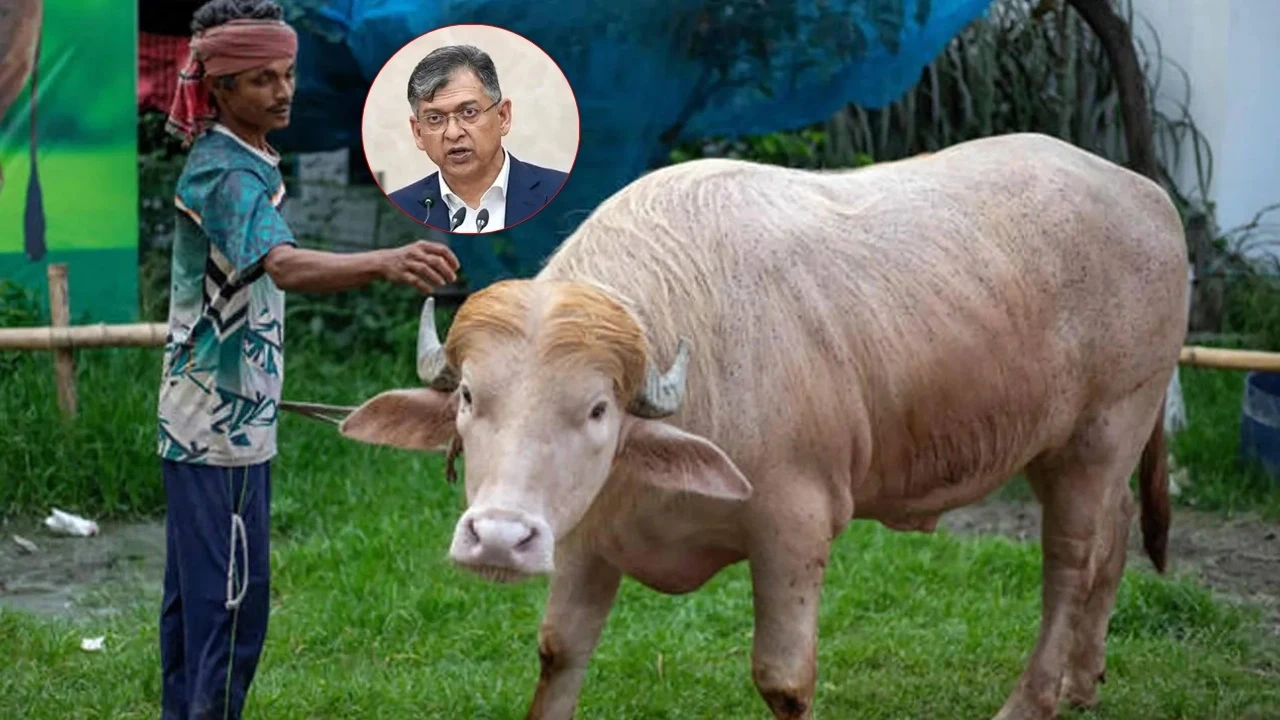 স্বরাষ্ট্রমন্ত্রীর নির্দেশে কোরবানি হচ্ছে না ‘ডোনাল্ড ট্রাম্প’ মহিষ