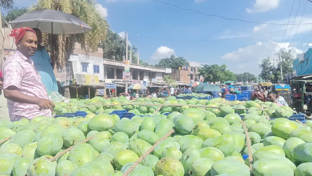 মৌসুমের শেষভাগে চড়া রাজশাহীর আম, আম্রপালির মণ ৩ হাজার ৫০০ টাকা