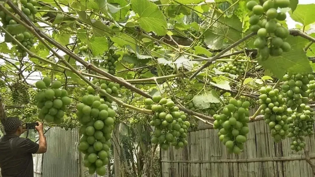 একটি চারা বদলে দিল জীবন, উঠানে ঝুলছে লাখ টাকার আঙুর