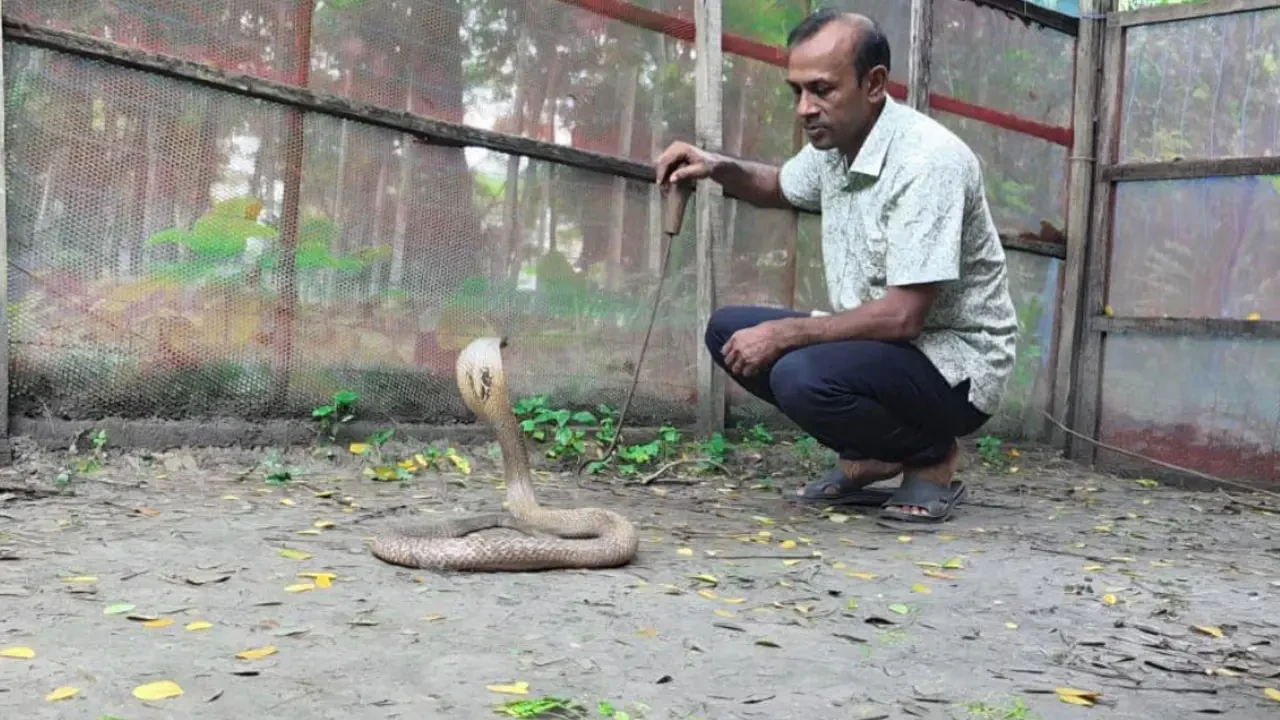 পটুয়াখালীর খামারে উৎপাদিত কোটি টাকার সাপের বিষ, বাজারজাতে নেই সুযোগ