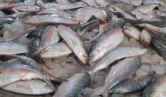ইলিশের মৌসুমেও স্বস্তি নেই বাজারে, কেজি ১ হাজার থেকে ২ হাজার ৮০০ টাকা