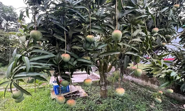 শখ থেকে সফল উদ্যোক্তা শিক্ষক মোশাররফের বাগানে আমের অধিক ফলন