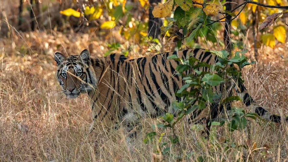 সুন্দরবনে বেড়েছে বাঘ, তবে বড় হুমকি জলবায়ু পরিবর্তন ও চোরাশিকার