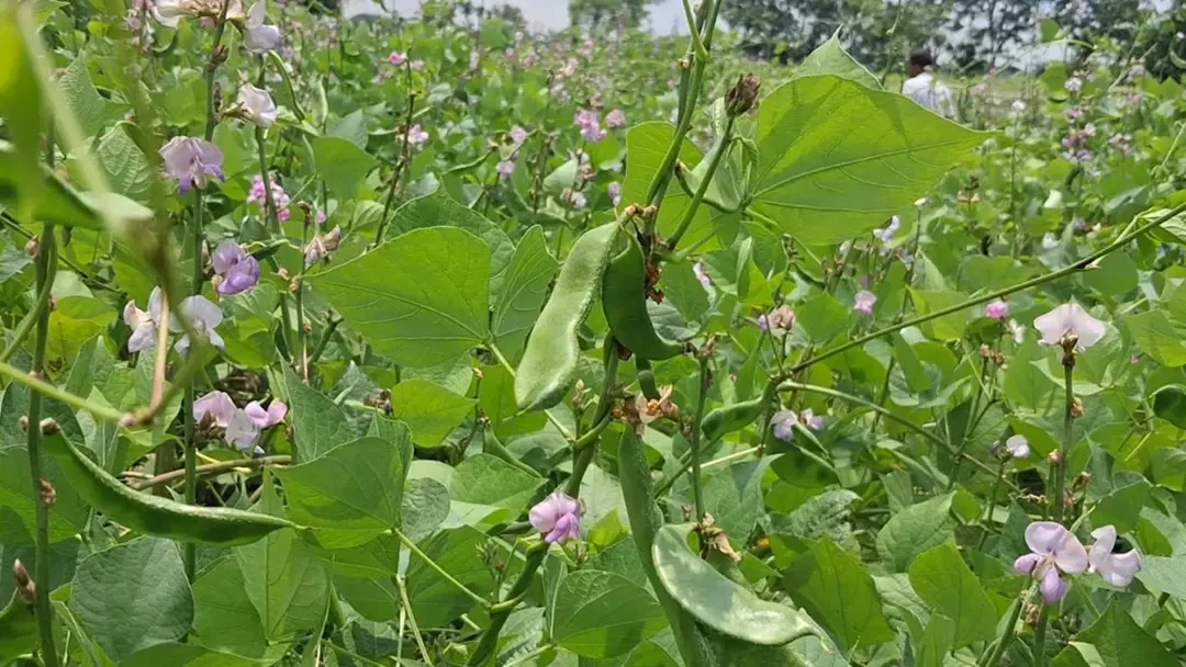 অল্প খরচে কয়েক গুণ লাভ, আগাম শিম চাষে ঝুঁকছেন কৃষকেরা