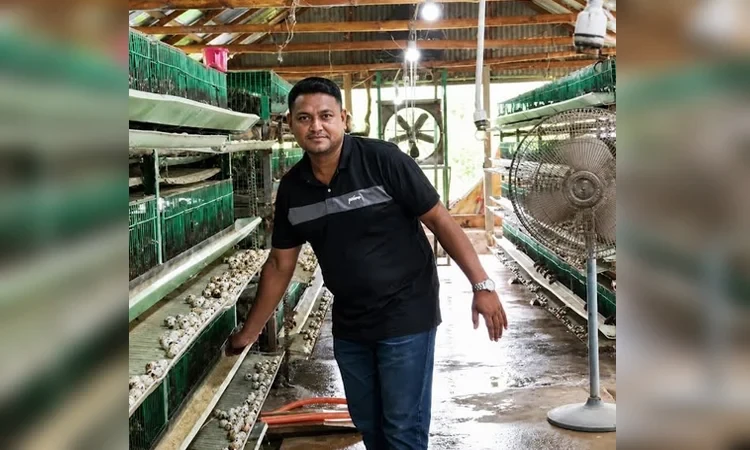 কোয়েল পাখির খামারে শামীমের মাসিক আয় ৩ লক্ষ টাকা