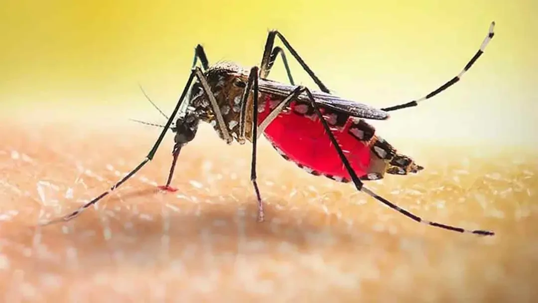 ডেঙ্গুতে আরও ৮ জনের মৃত্যু, হাসপাতালে ১৭৩৩ জন